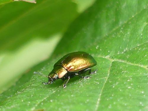 Réf. 325 449 : Plagiosterna aenea